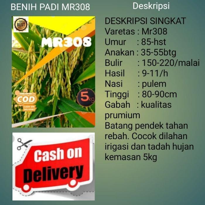 BENIH PADI MR308 5kg