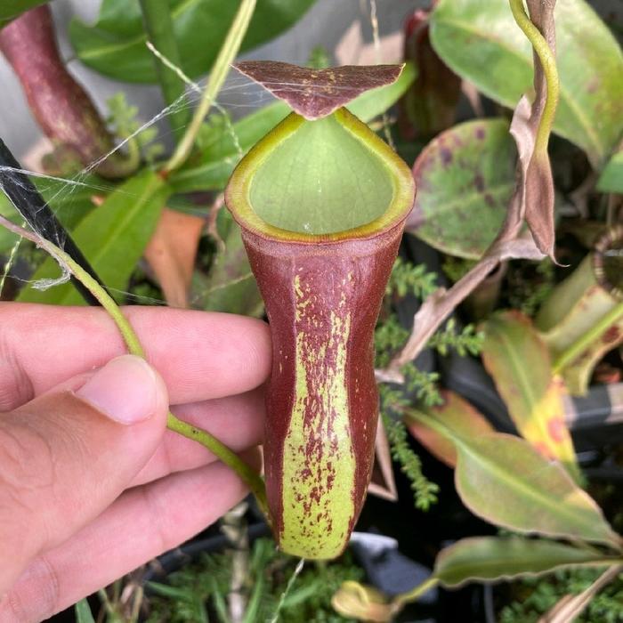 nepenthes mirabiliscampanulata