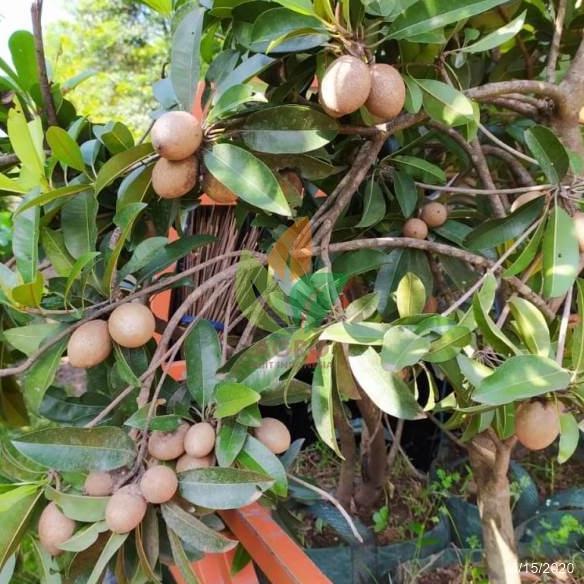 BIBIT TANAMAN SAWO MANILA KONDISI BERBUNGA LEBAT