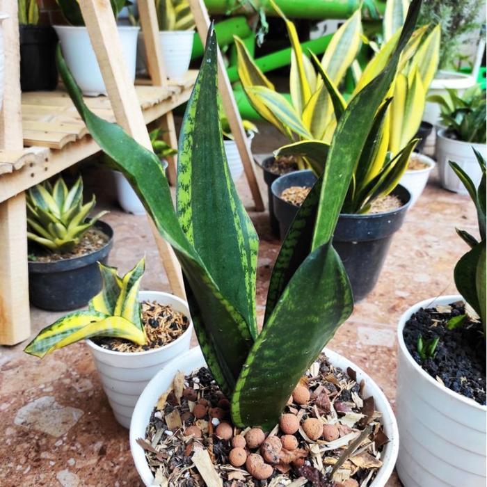 Sansevieria Whitney Sansivera penyerap polusi ukuran lebih besar