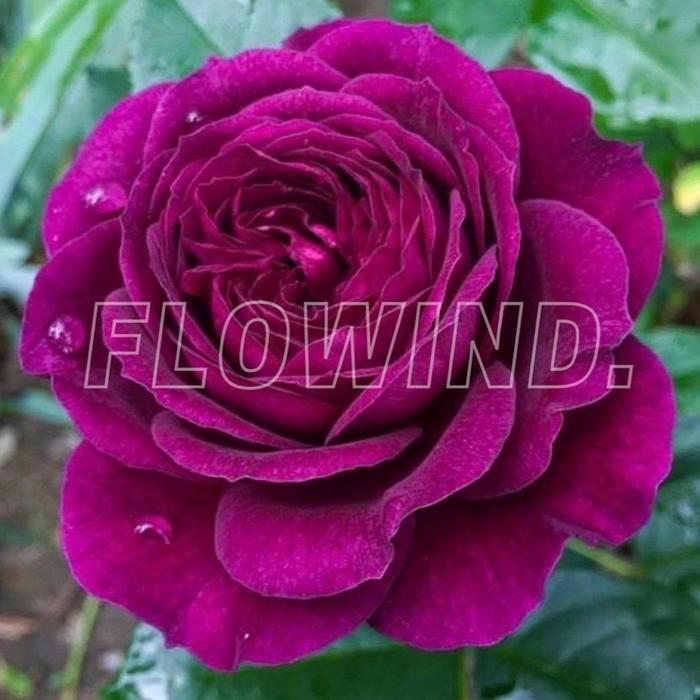 INDUK Tanaman Mawar Ungu Malang rimbun dewasa berbunga bukan bibit