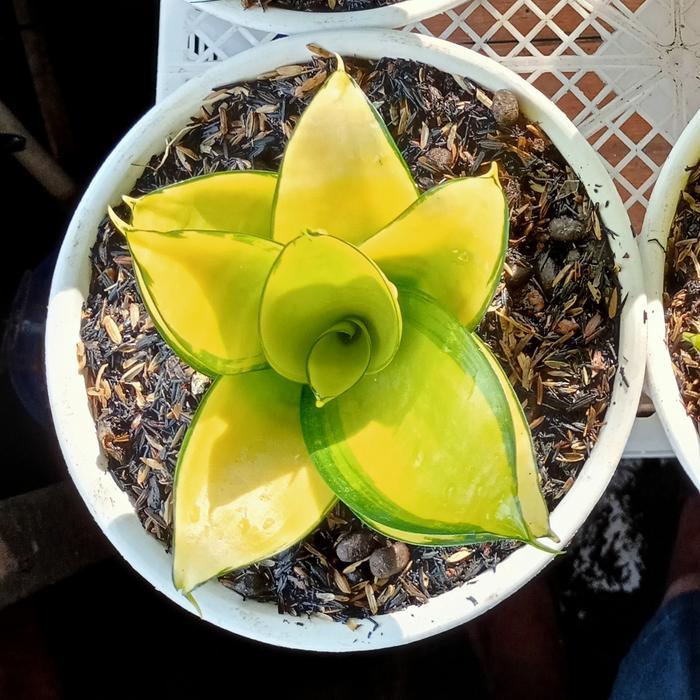 sansivera golden philippine lidah mertua indukan