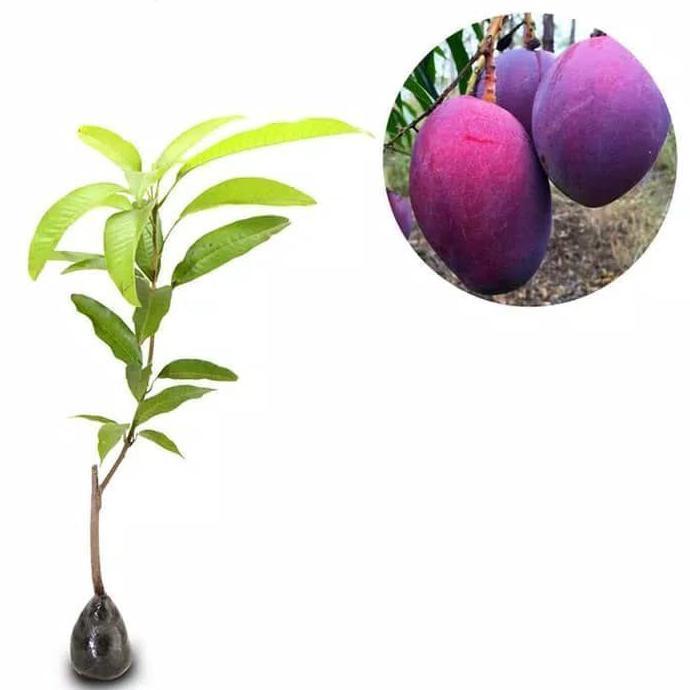 Bibit Mangga Irwin Mangga Erwin Mangga Ungu Pohon Mangga Irwin Ungu