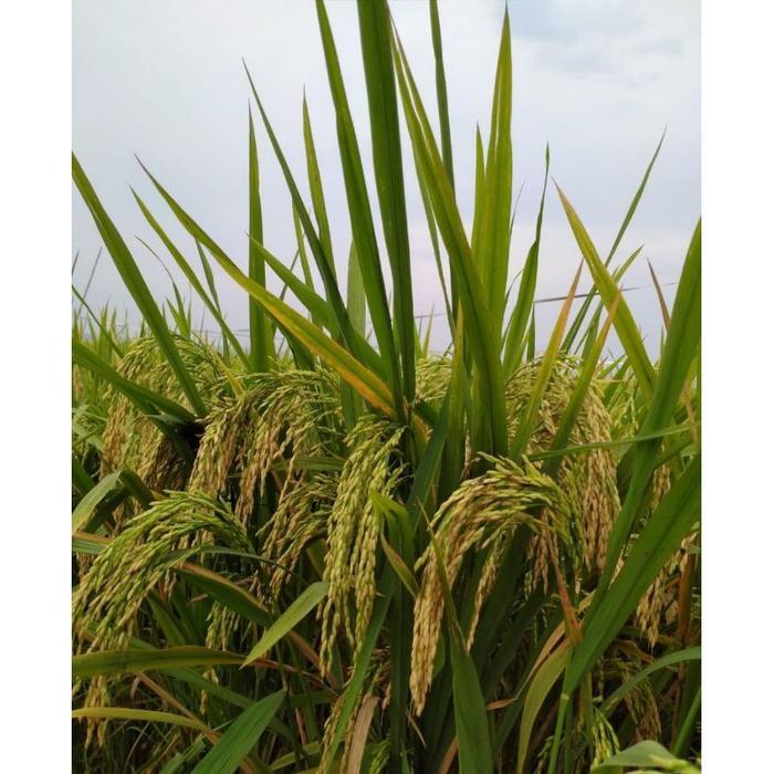 BENIH PADI MR 308 BIBIT PADI UNGGUL 5 KG