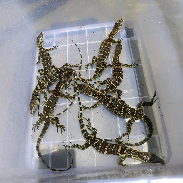 VARANUS SALVATOR BABY RANDOM