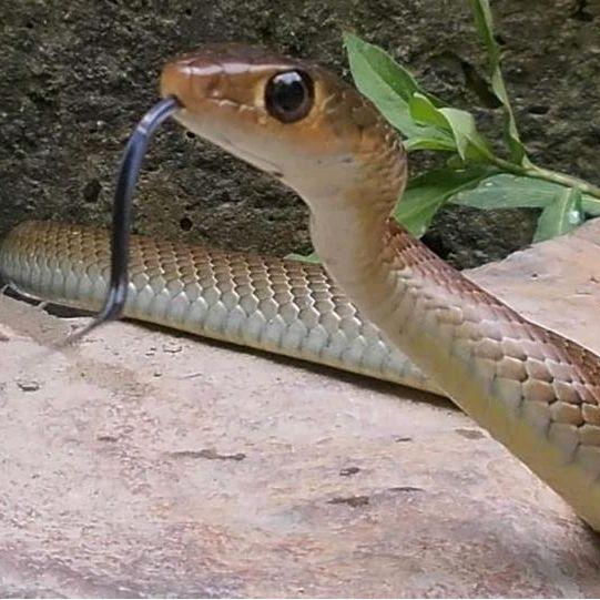 Mainan Ular Koros Ptyas Ideal untuk Pemula Hobby Reptile Cocok Semua Usia Ukuran Kecil hingga Jumbo