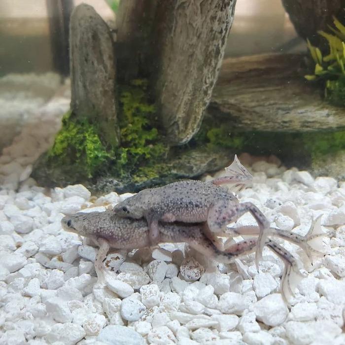Albino African Dwarf Frog (Sepasang Indukan Siap Breeding)