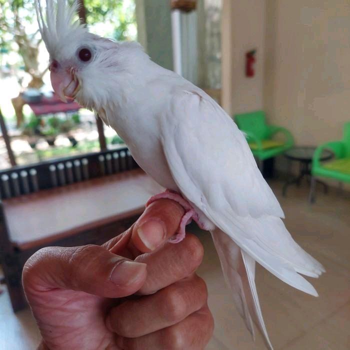 telur fertil burung Falk White Albino original siap tetas