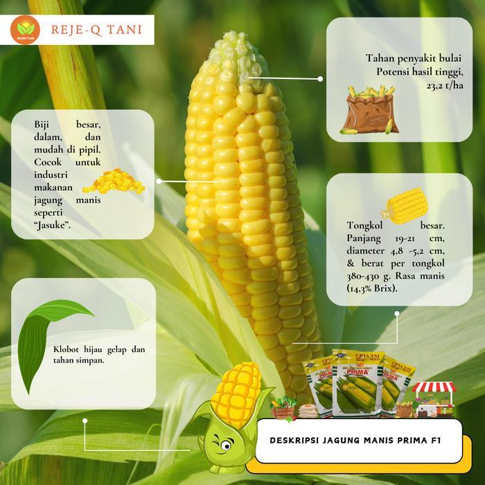 Rabbit_House23 Benih Jagung Manis Prima F1 Cap Kapal Terbang - Benih Jagung Manis
