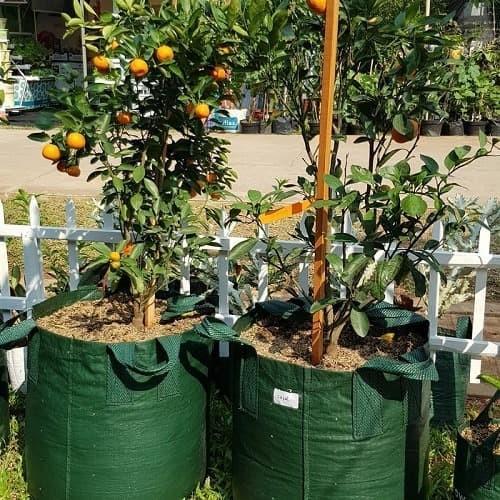 Planter Bag 150 Liter Tall Original Easy Grow - Planter Bag - Pot Planter - Pot Besar - Easy Grow