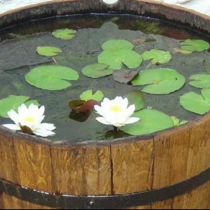 Tanaman air teratai mini - bunga teratai mini