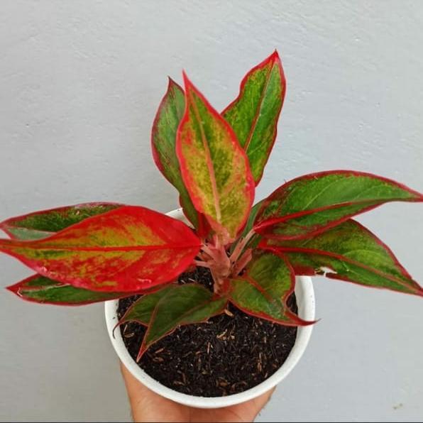 tanaman hias aglonema lipstik plus pot