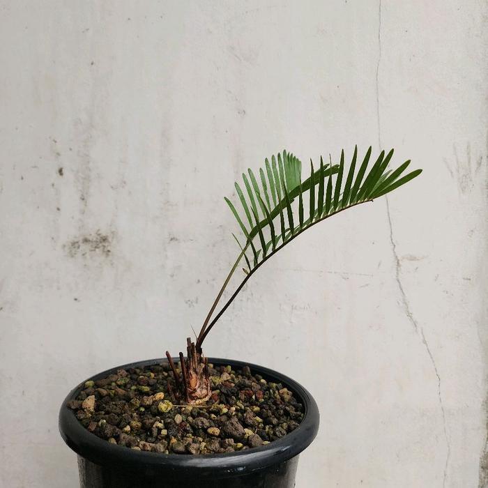 zamia floridana