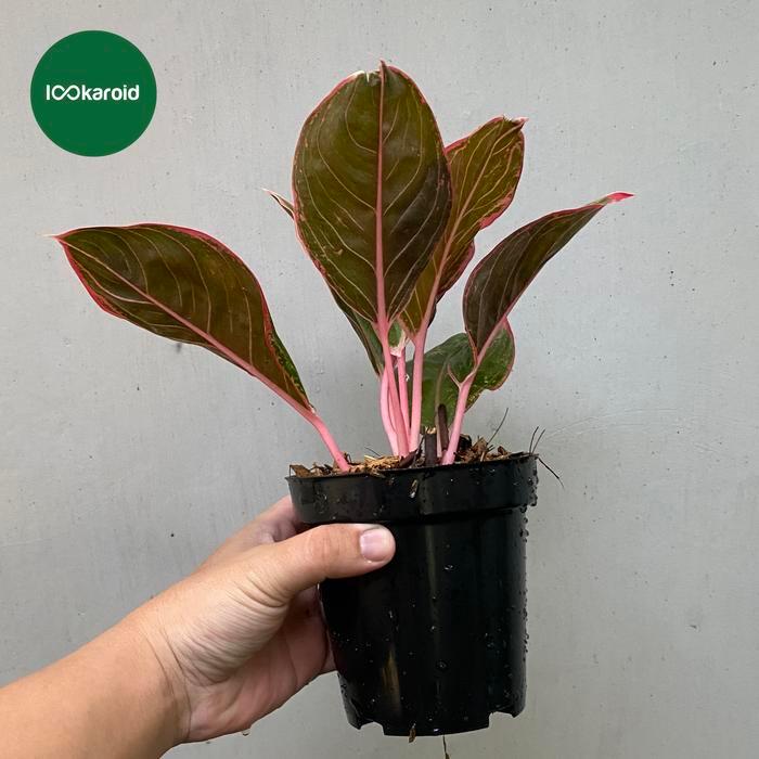Tanaman Hias Aglonema Lipstik Peterpan / Aglaonema Aglo Lipstik Greg Peterpan