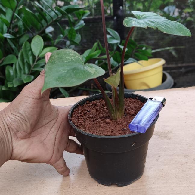 homalomena stardust variegata