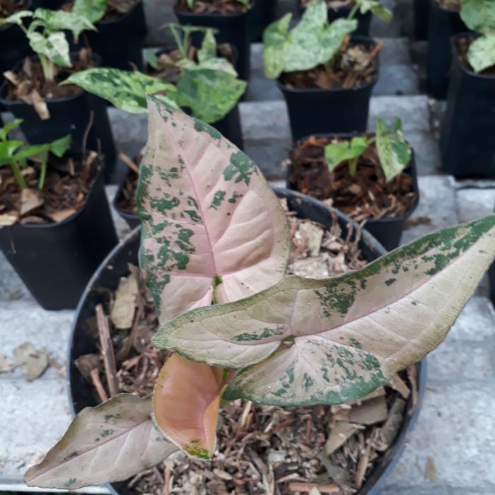 syngonium pink flecked