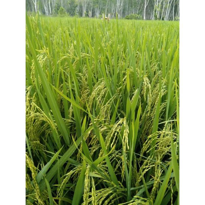 BENIH PADI NGAOS MAWAR NASI WANGI 5KG ORI