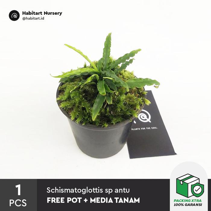Habitart - Schismatoglottis sp antu Tanaman hias mini terrarium dan paludarium