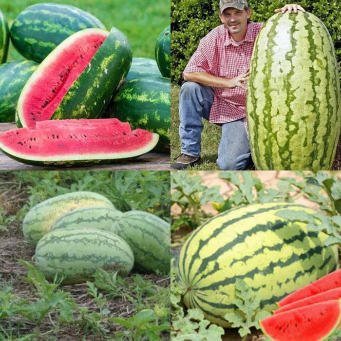 PlantSeed - 5 Benih Bibit Buah Semangka Inul RED NEW DRAGON F1