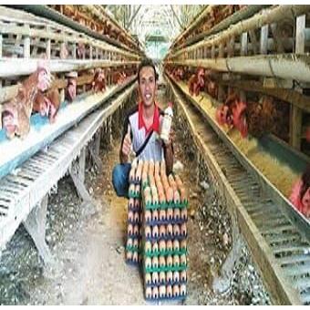 Vitamin Ayam Petelur Paket Viterna Dan Poc Nasa