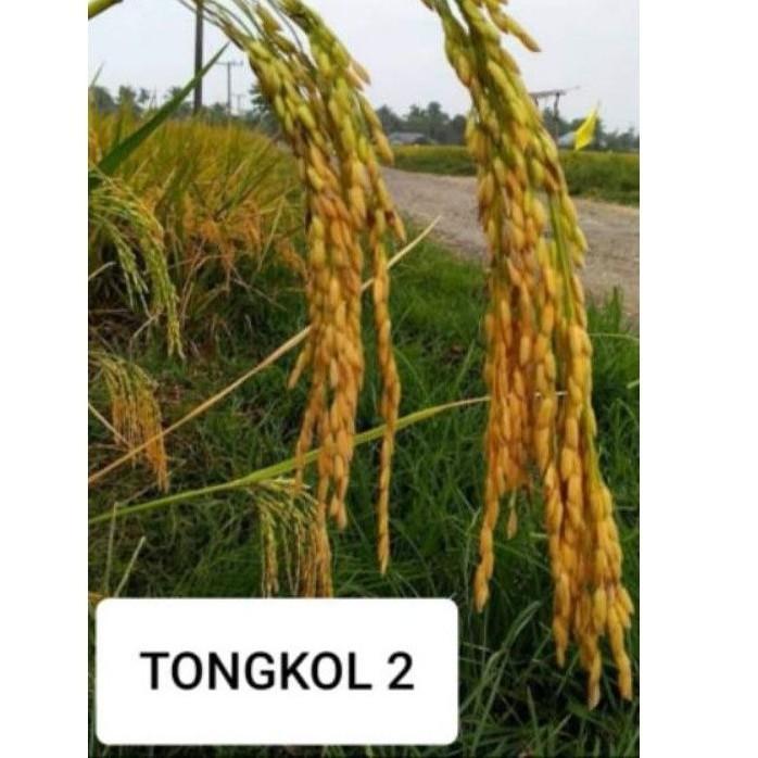 Benih Padi Unggul Bibit Padi Tongkol 2 Jumbo 1kg