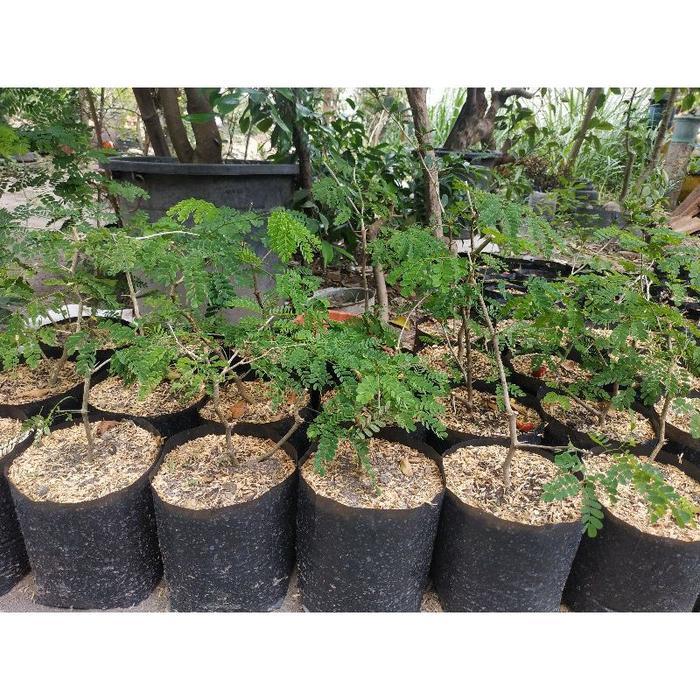 Bahan Bonsai Brazilian Rain Tree