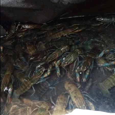 LOBSTER HIDUP KONSUMSI AIR TAWAR PER KG SIZE 4/.5 INCH UP