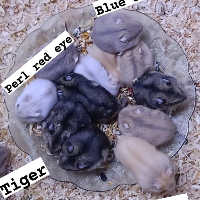 hamster winter white,Tiger,Golden red eye,pearl red eye,blue argente