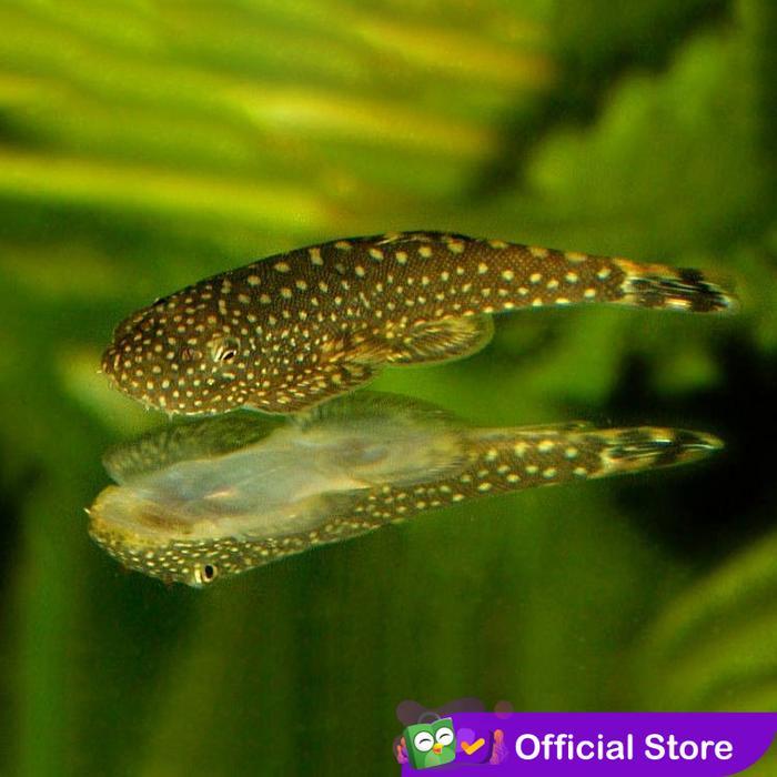Ikan Sapu Sapu Borneo Sucker / Pembersih rium / Algae Eater *