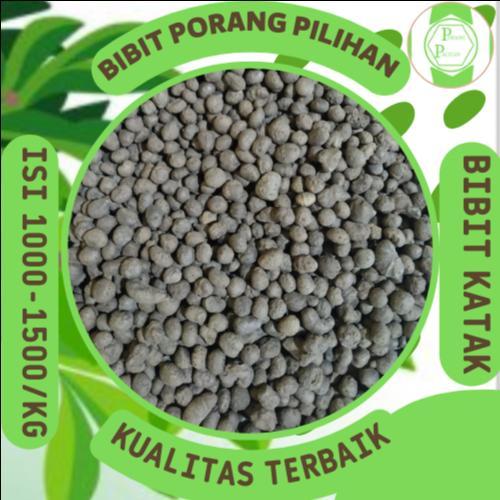 Benih katak porang mini 1 kg, estimasi 1000 biji, dorman alami, sortir manual, cocok untuk budidaya