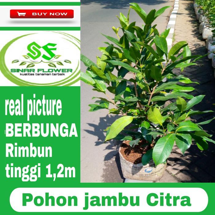Pohon jambu air citra pohon jambu sudah berbunga