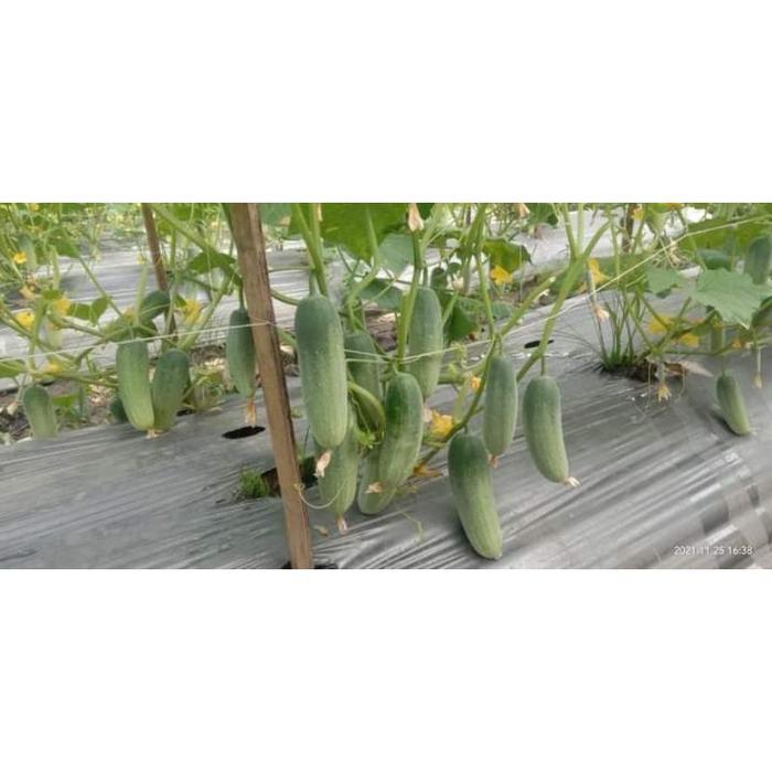 BENIH BIBIT TIMUN BABY ERINA F1 175 butir Timun Lalap CAP PANAH MERAH