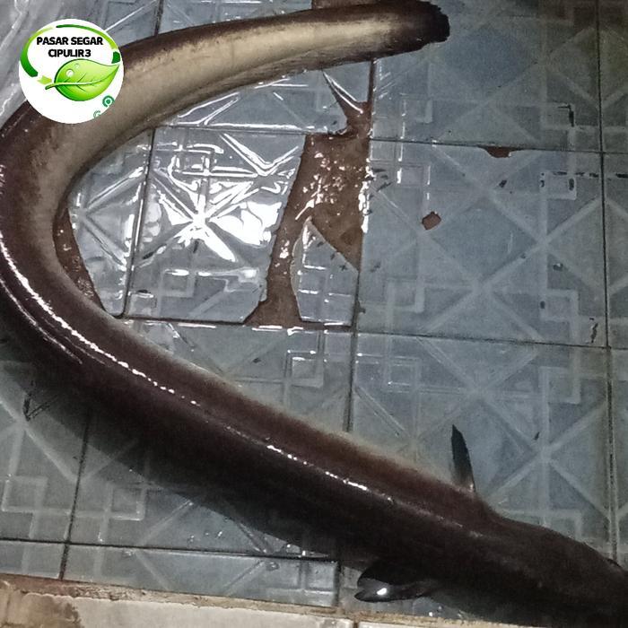 Ikan Sidat Hidup Jakarta 1 Kilogram