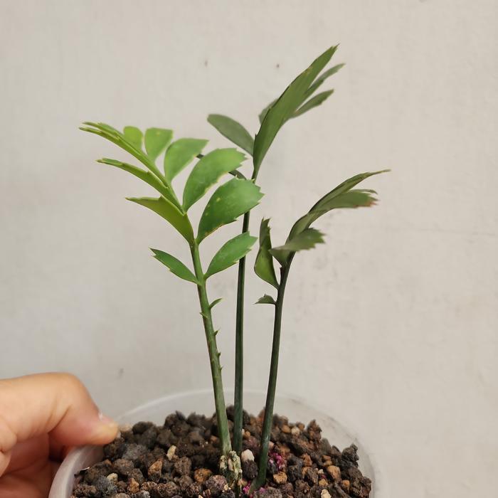 Encephalartos "ferox blue"