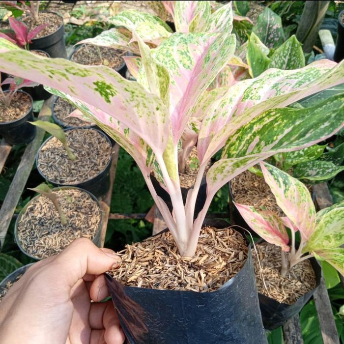 tanaman hias aglonema bidadari