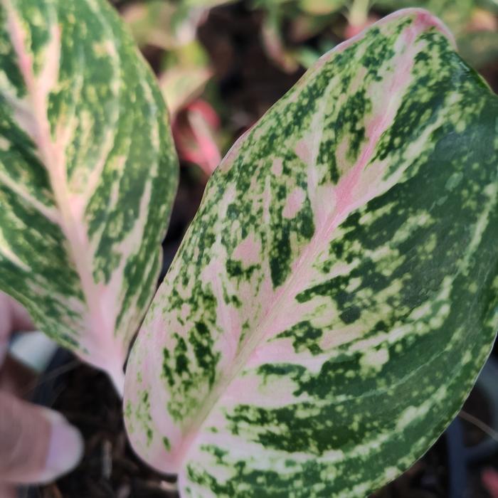 Tanaman Hias Aglonema - Bidadari