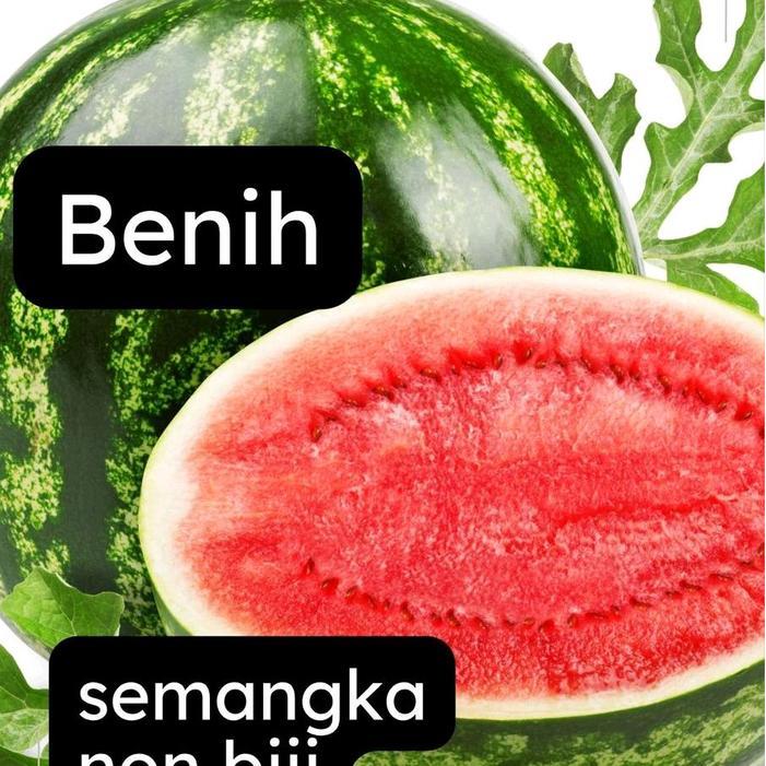Benih bibit semangka F1 jumbo non biji dan berbiji isi 25 Biji Tanaman