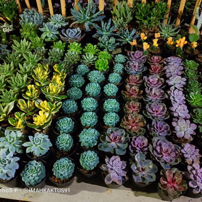 tanaman sukulen 10pcs Paket 10 Tanaman Sukulen Jumbo untuk Hiasan Rumah dan Taman 10pcs banget