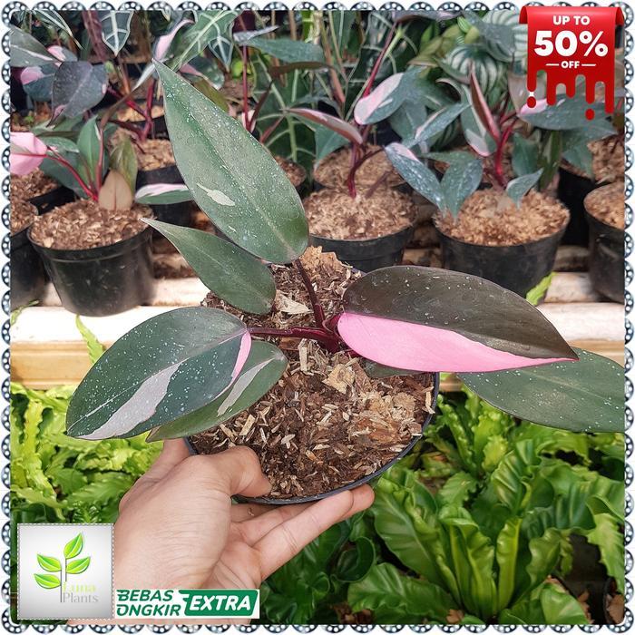tanaman hias philodendron pink princess - pink princess
