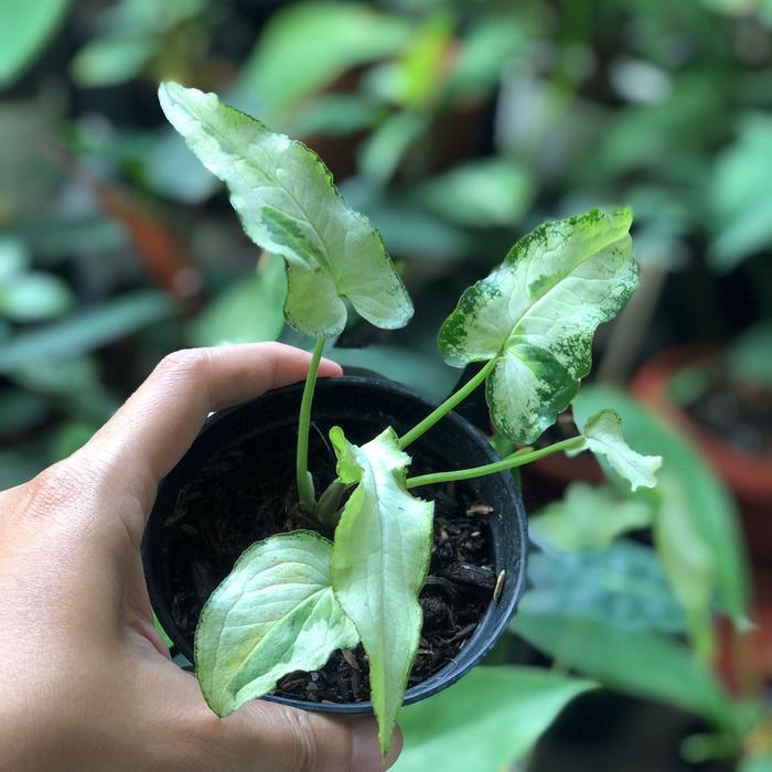 syngonium three king / syngonium marble