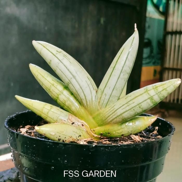 Sansevieria Boncel Platinum Cross