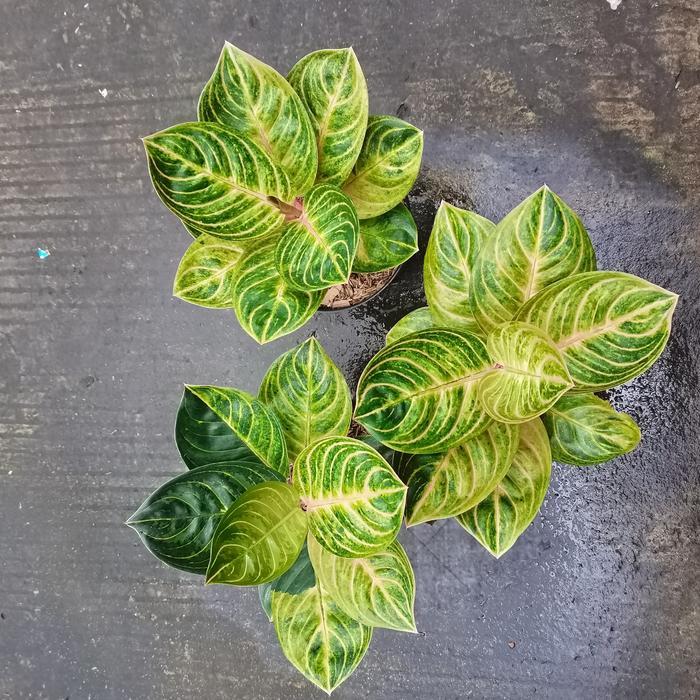 aglaonema rinjani