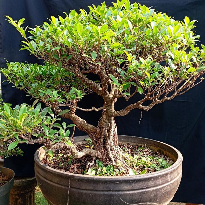 bonsai kimeng, bahan bonsai kimeng