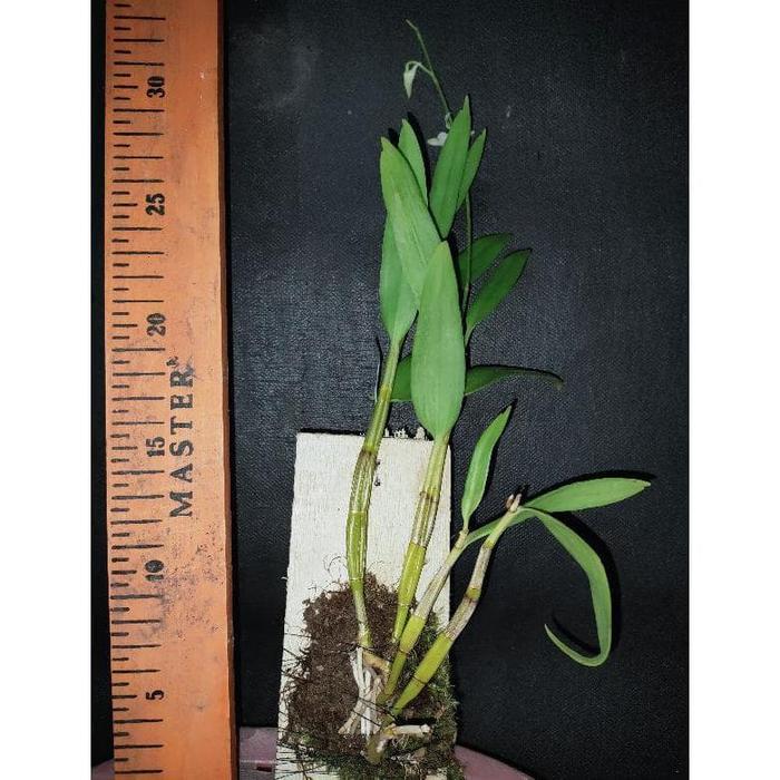 anggrek dendrobium antennatum antenatum dewasa jungle