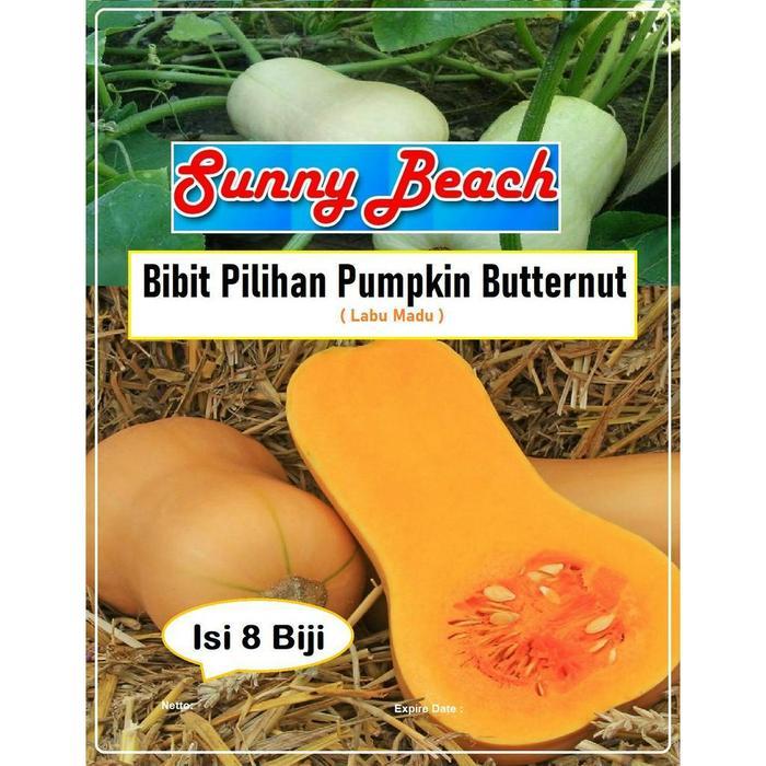 Bibit Pilihan Pumpkin Butternut Biji Benih Labu Madu Bibit Labu Madu