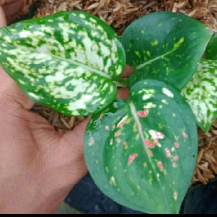 tanaman hias Aglonema tricolor baby/anakan