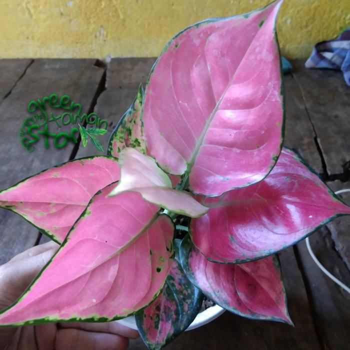 tanaman hias aglonema pink anjamani aglo