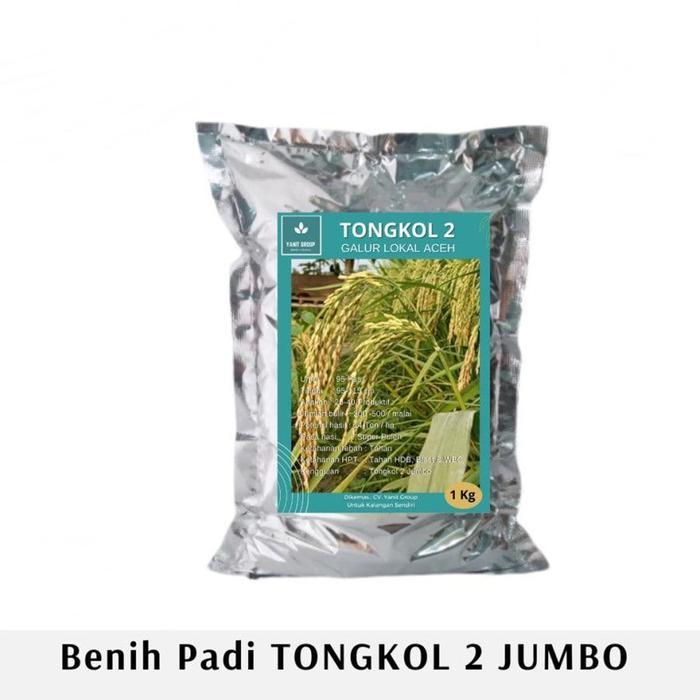 Benih Padi Tongkol 02