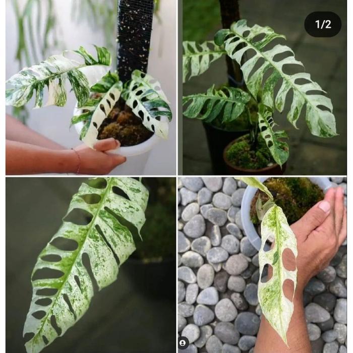 Epipremnum Hanoman (Sp. Bali)