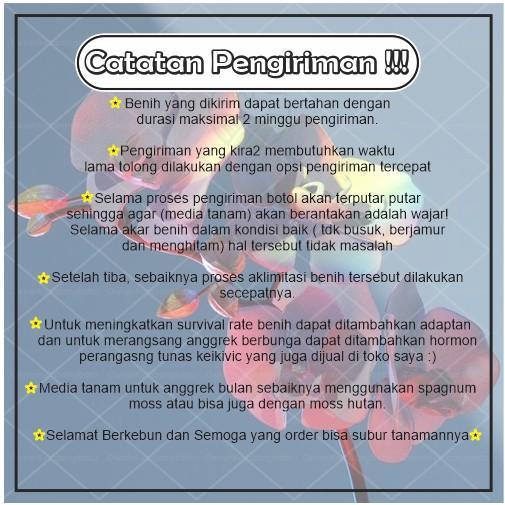 Anggrek Cattleya koleksi dalam botol Bibit Anggrek Cattleya botolan